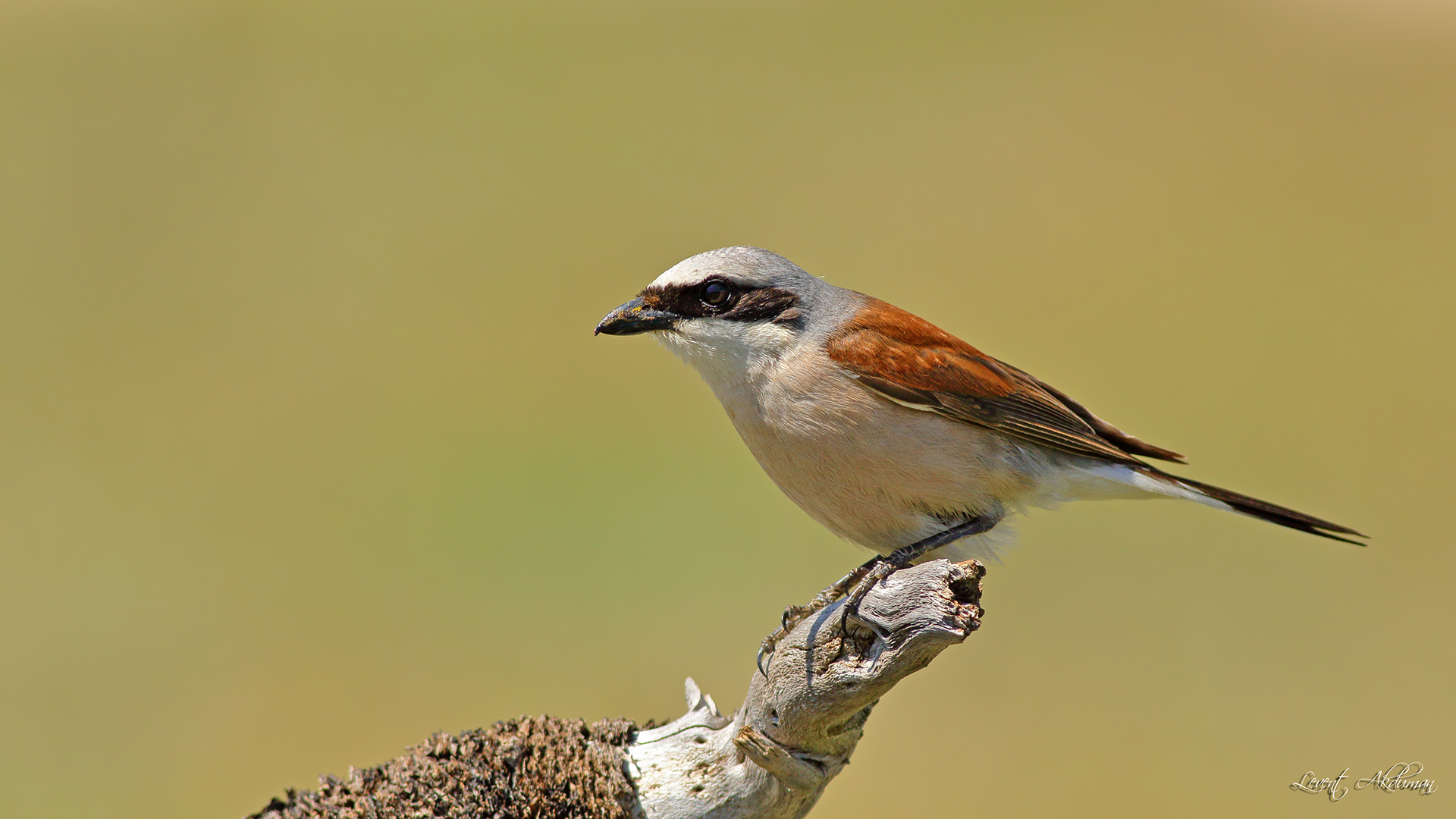 Red-backed Shrike